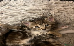 Mixed Breed cats for sale:  Beautiful Kittens for Sale – 2 Boys & 2 Girls 🐾 - Image 10