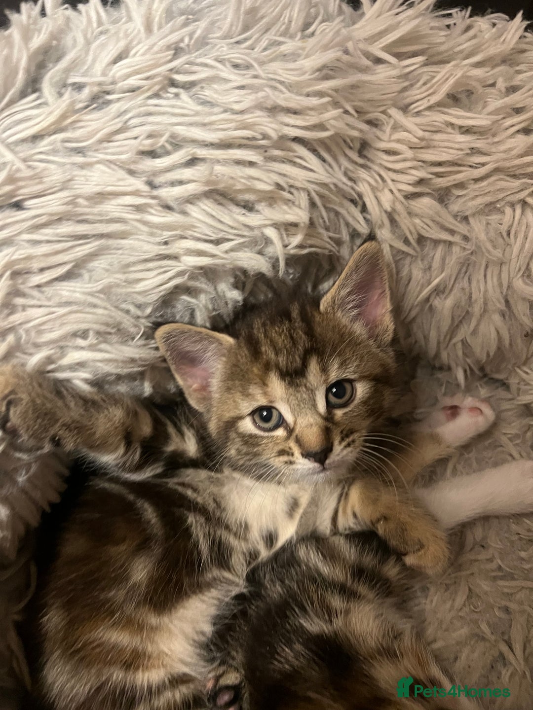 Mixed Breed cats for sale:  Beautiful Kittens for Sale – 2 Boys & 2 Girls 🐾 - Image 10