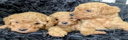Toy Poodle dogs for sale: Stunning K. C reg Toy Poodle Puppies - Advert 4