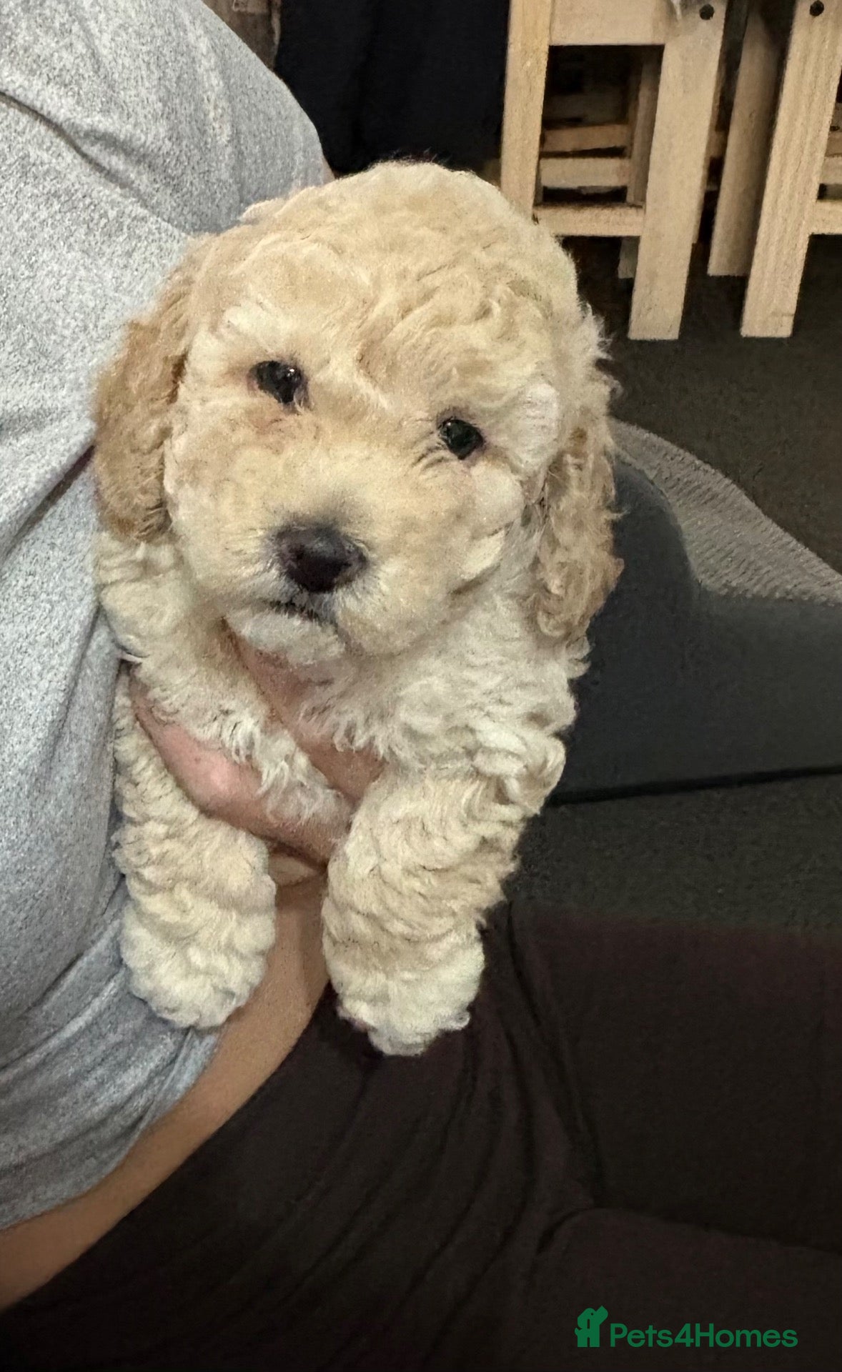 Mixed Breed dogs Toy/mini poodle  - Advert 10