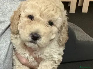 Mixed Breed dogs Toy/mini poodle - Advert 1
