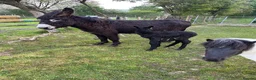 Donkey livestock for sale: Jack donkey foal  - Advert 2