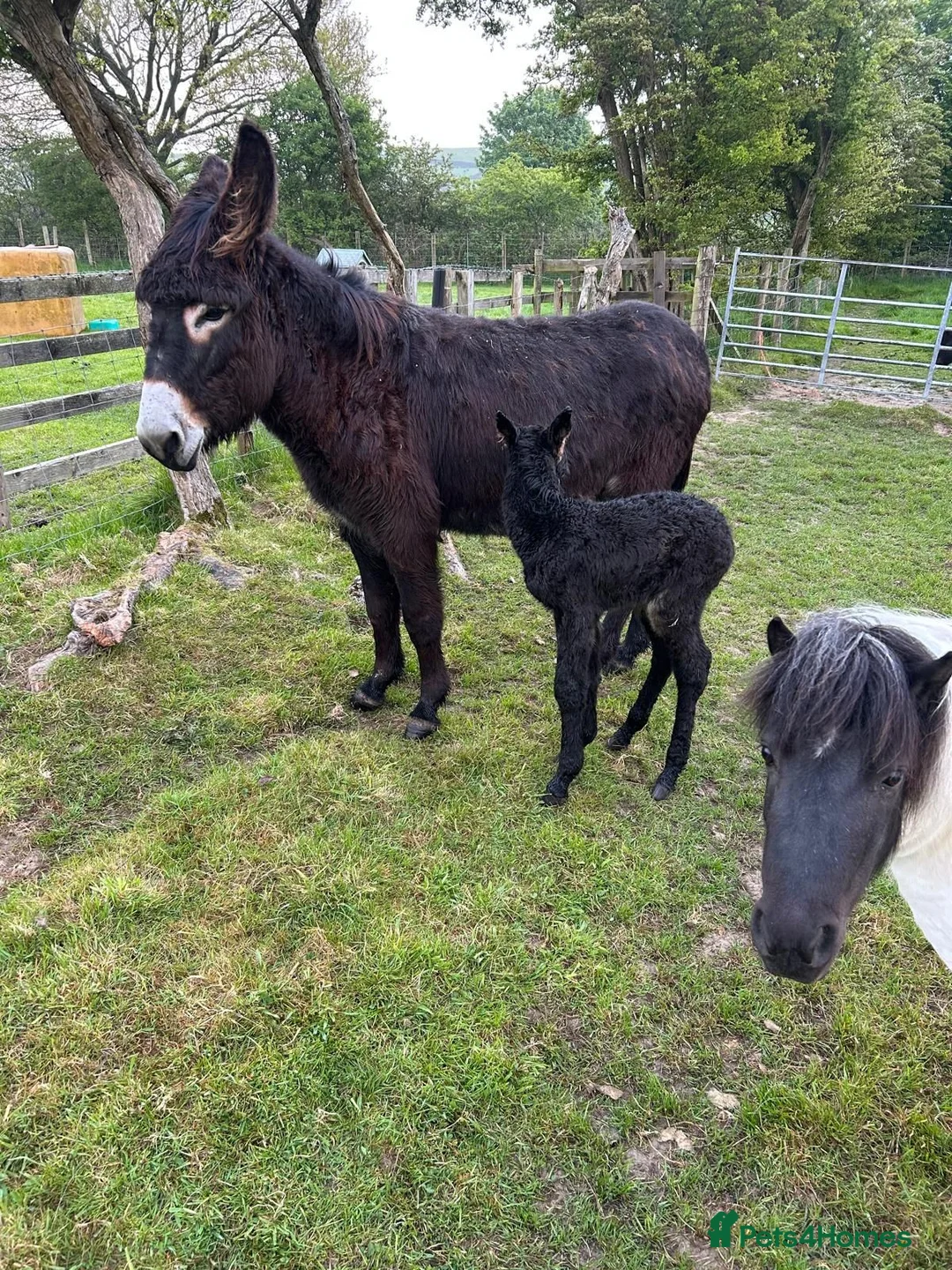 Donkey livestock for sale: Jack donkey foal  - Advert 2