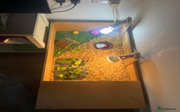 Tortoise reptiles for sale: Horsefield Tortoise and Set Up  - Image 3