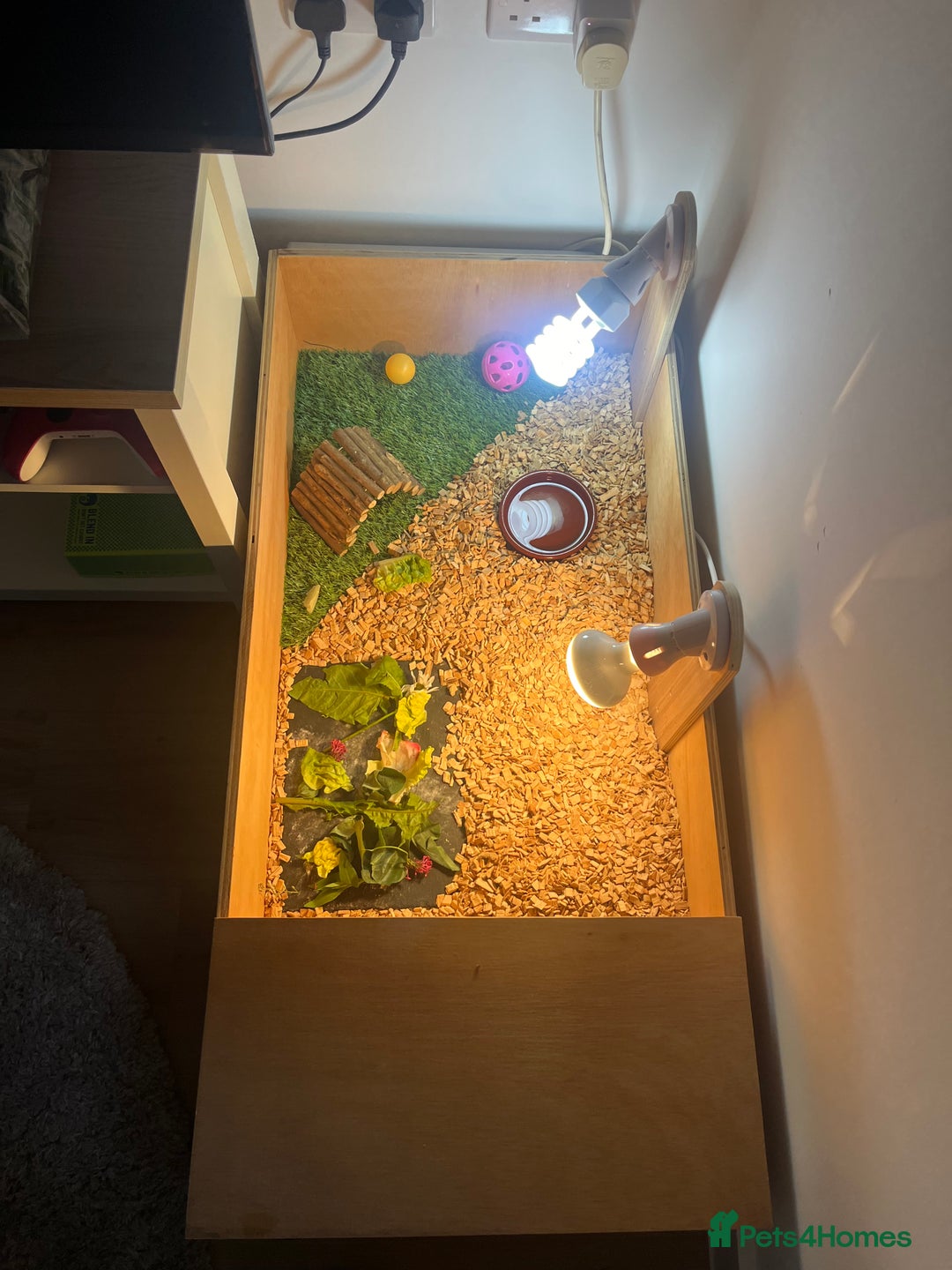 Tortoise reptiles for sale: Horsefield Tortoise and Set Up  - Image 3