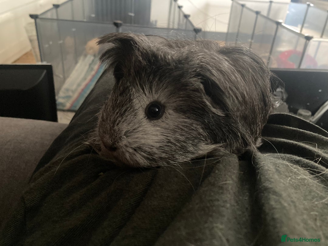 Guinea Pig rodents for sale: SOLD 5 Guinea pigs For Rehoming, 2 separate groups - Image 4