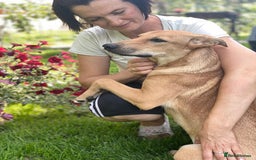 Mixed Breed dogs for adoption: 💖🐶 BAMBY 🐶💖 - Image 8