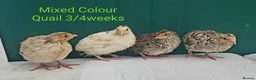 Quail poultry for sale: Quail Cortinux and Japanese Eggs/Chicks/POL - Advert 4