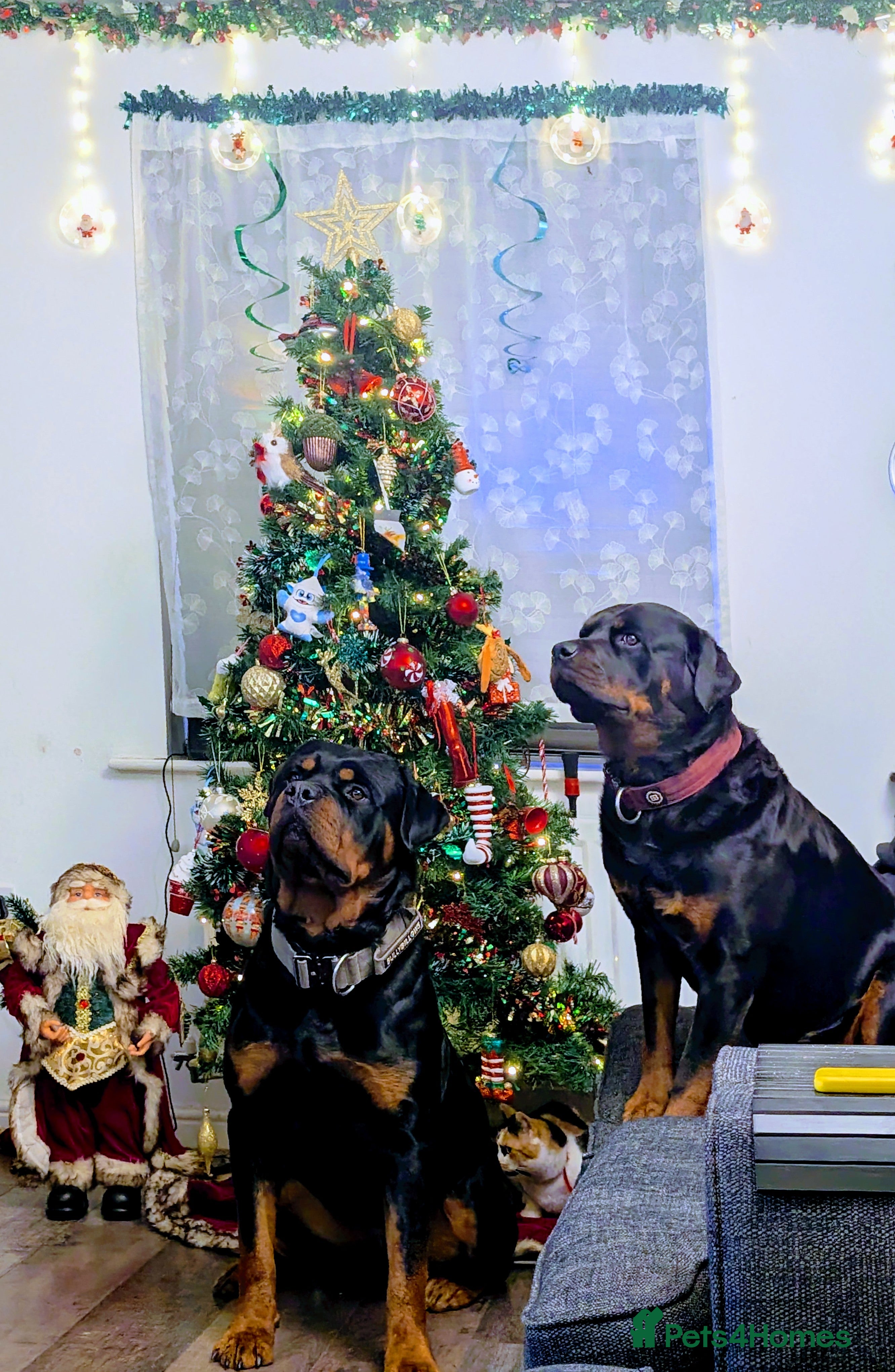 Rottweiler dogs Proven big boy ready for stud - Advert 6