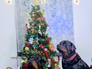 Rottweiler dogs Proven big boy ready for stud - Advert 6