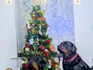 Rottweiler dogs Proven big boy ready for stud - Advert 6