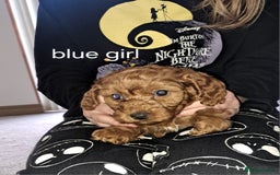 Cockapoo dogs for sale: Coockerpoo puppies  - Advert 8