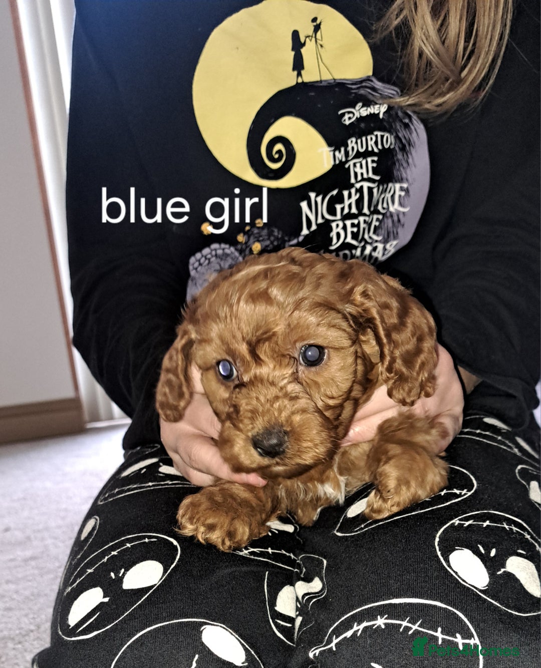 Cockapoo dogs for sale: Coockerpoo puppies  - Advert 8