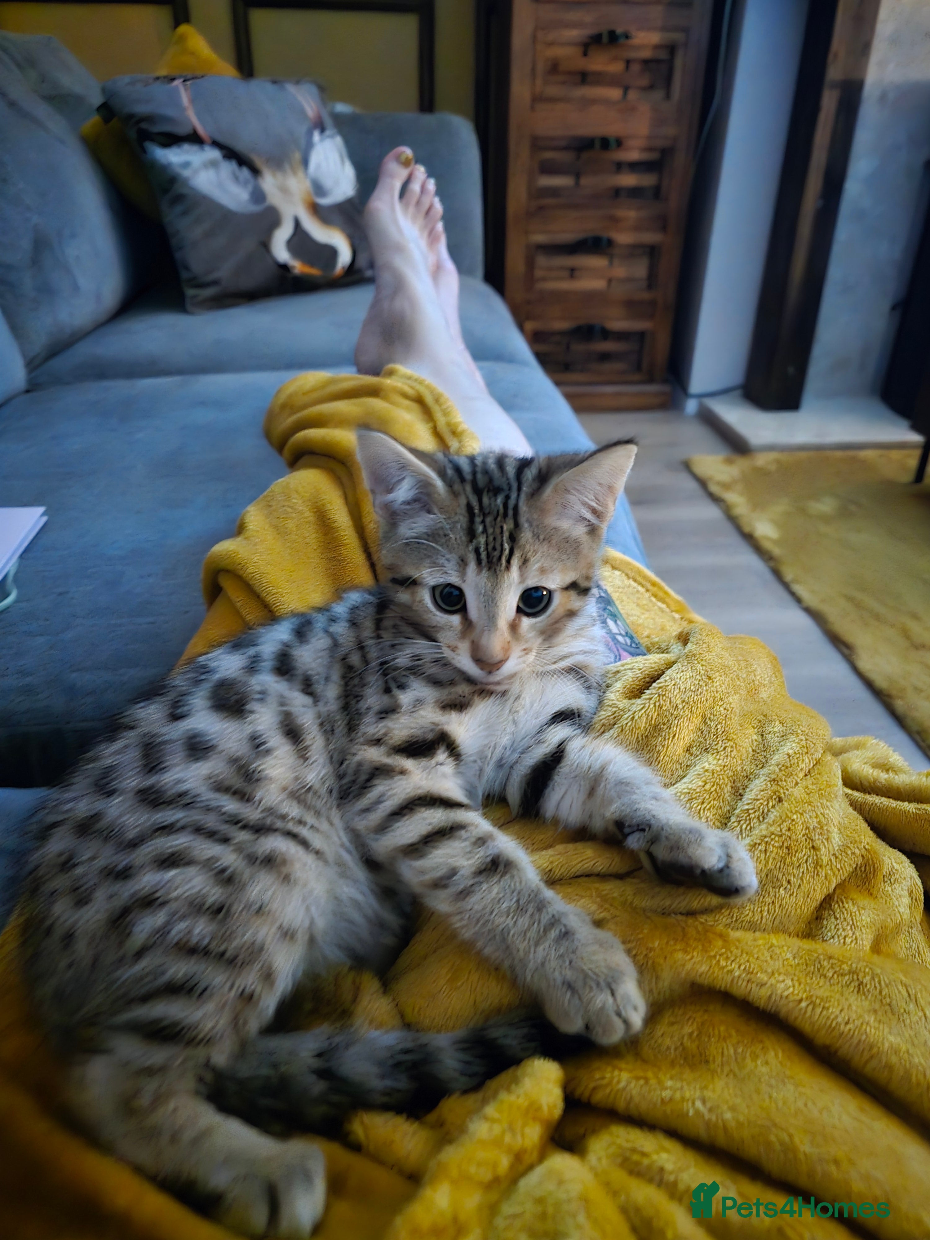 Bengal cats Male Bengal ready now  - Advert 6