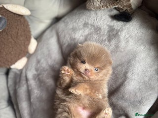 Pomeranian dogs LAST BEAUTIFUL LILAC POMERANIAN - Advert 5