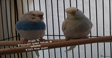 Budgerigars birds - Advert 3