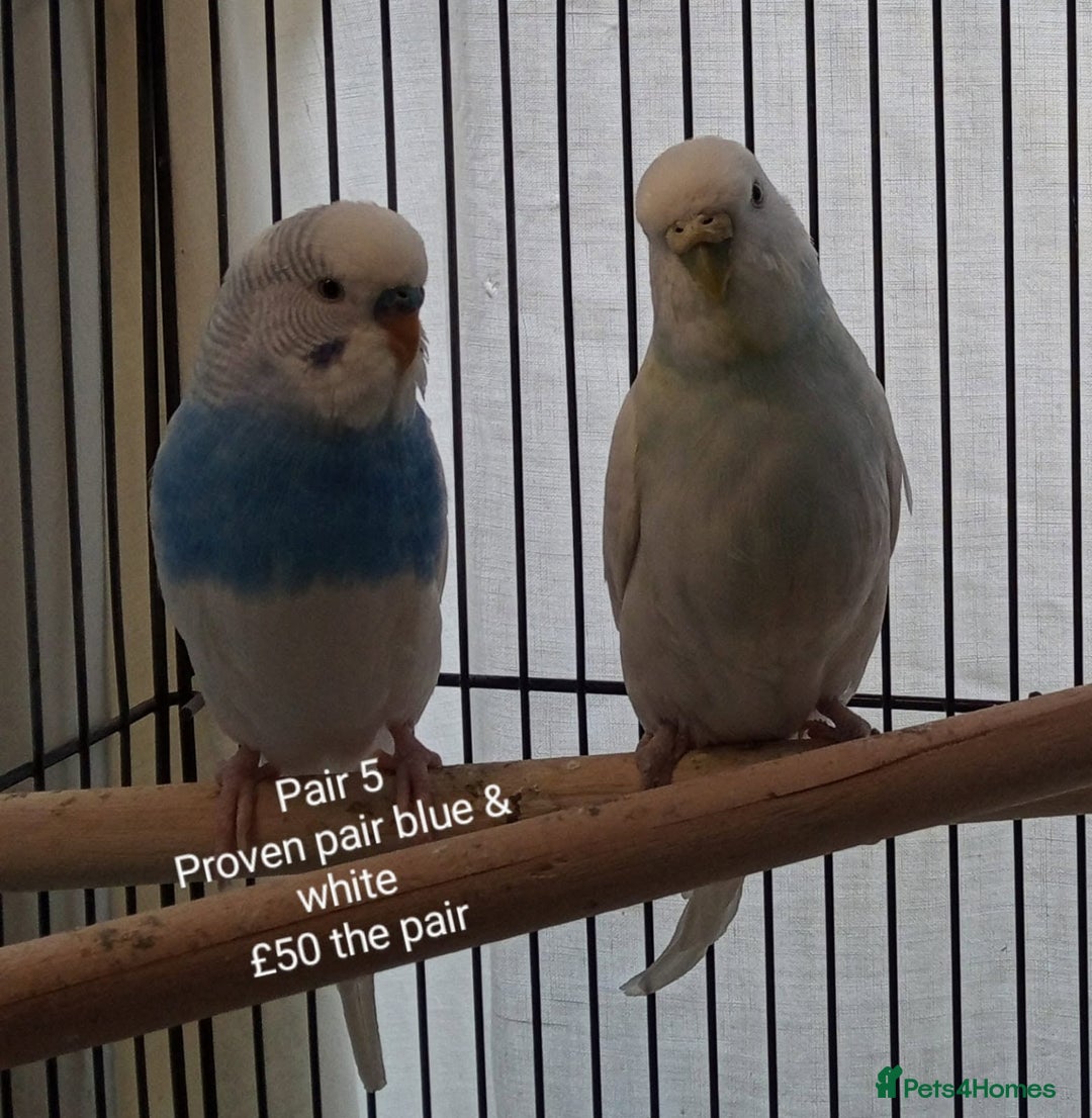 Budgerigars birds for sale: Budgies - babies, adults & breeding pairs - Image 3