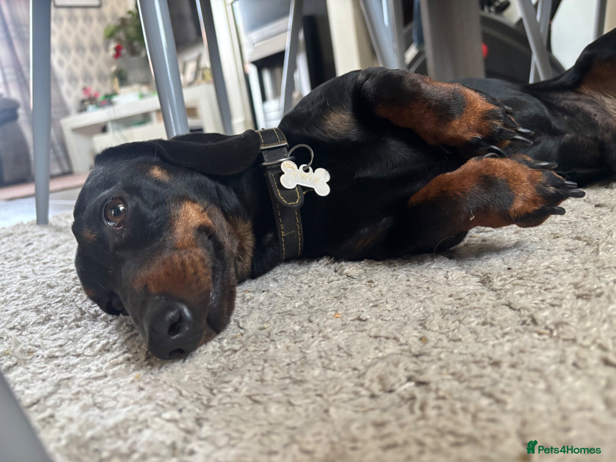 Dachshund dogs Twix, 1yr old mini dachshund  - Advert 12