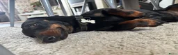 Dachshund dogs for sale: Twix, 1yr old mini dachshund  in Bridgwater - Advert 1