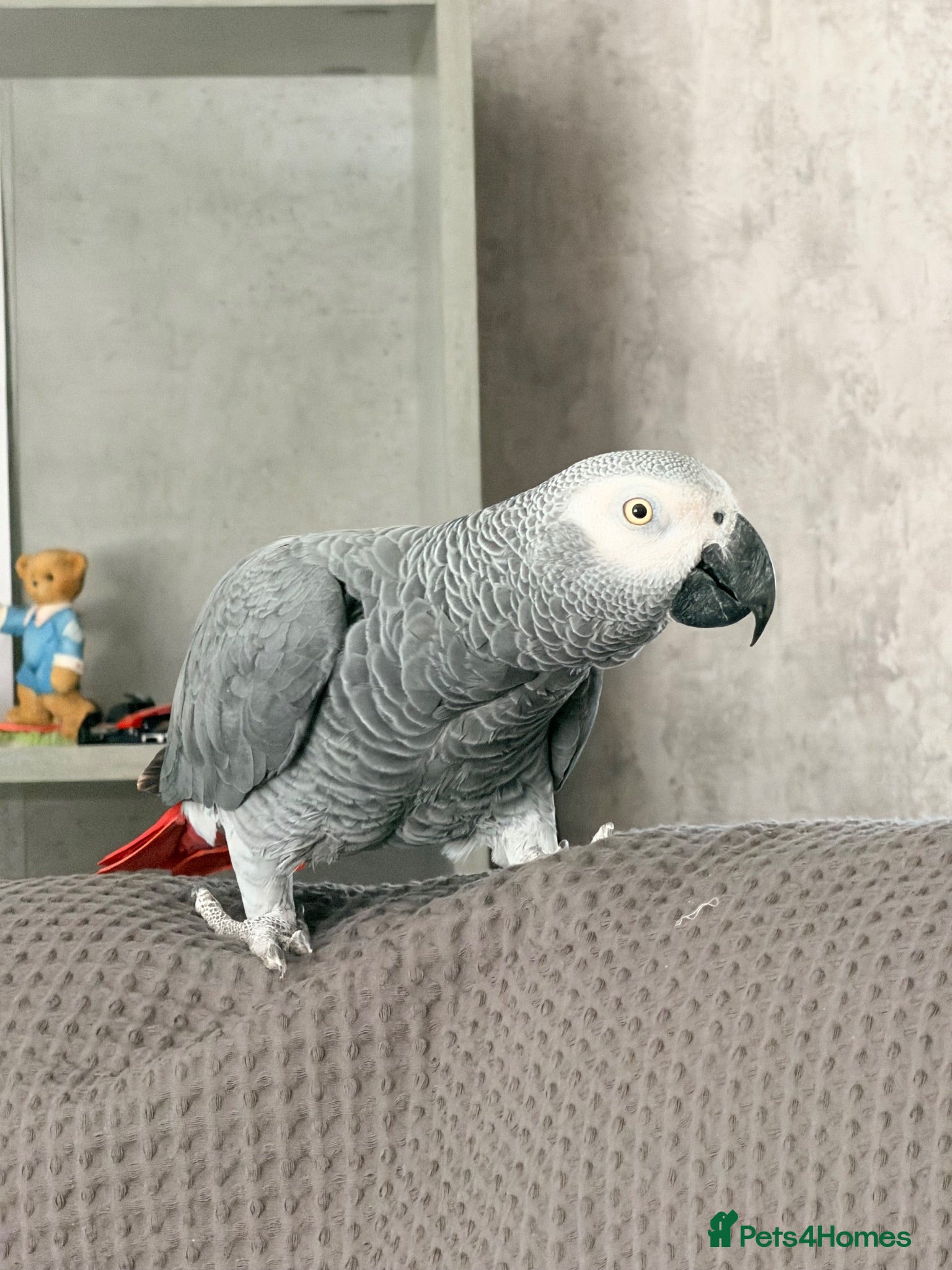 Parrots birds African grey parrot  - Advert 1