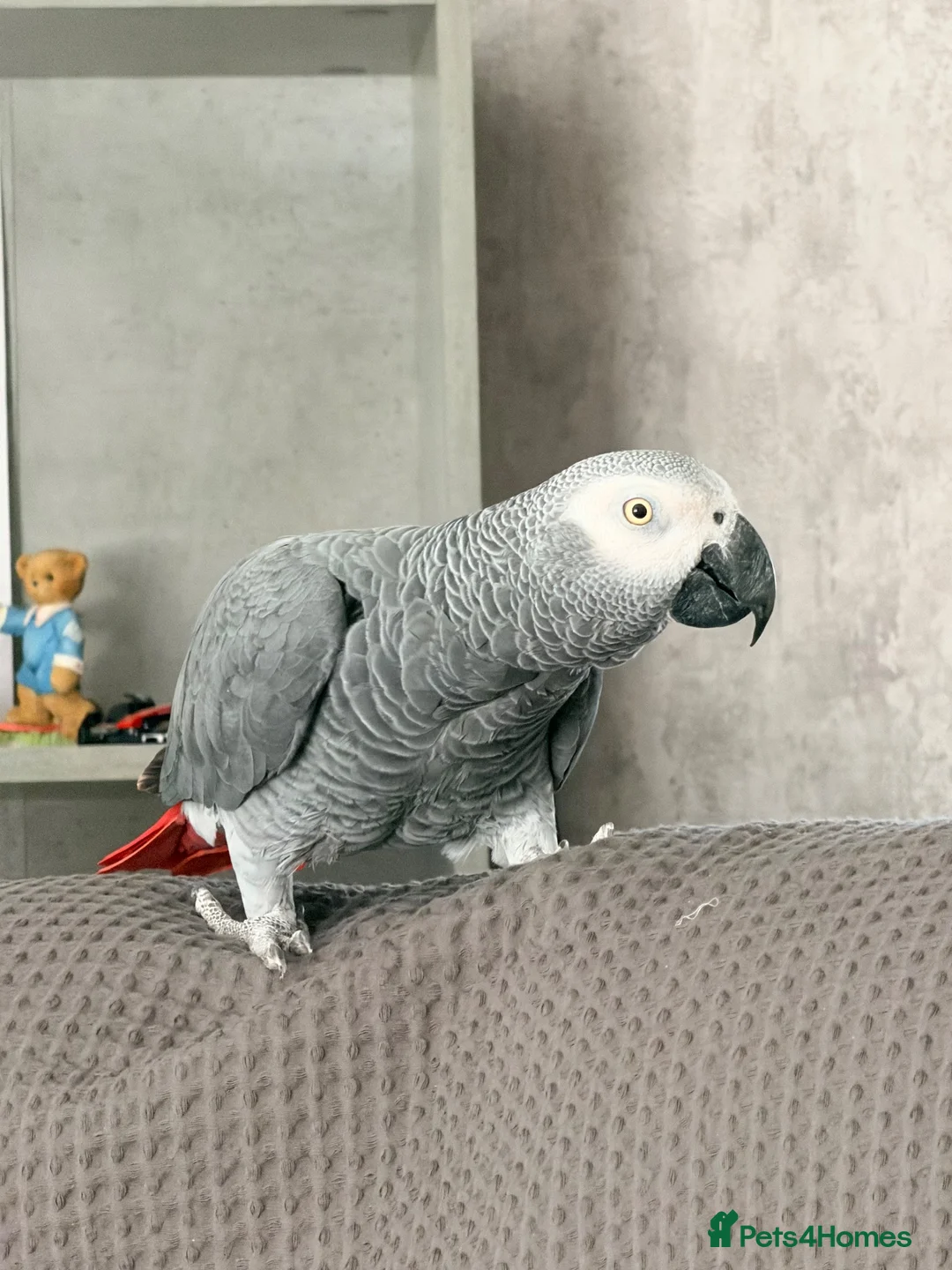 Parrots birds for sale: African grey parrot  in Brierley Hill - Advert 1