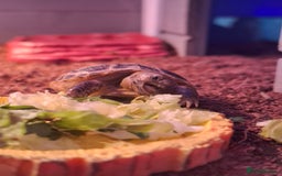 Tortoise reptiles for sale: Horsfield tortoise Shelby 7 weeks old - Image 3