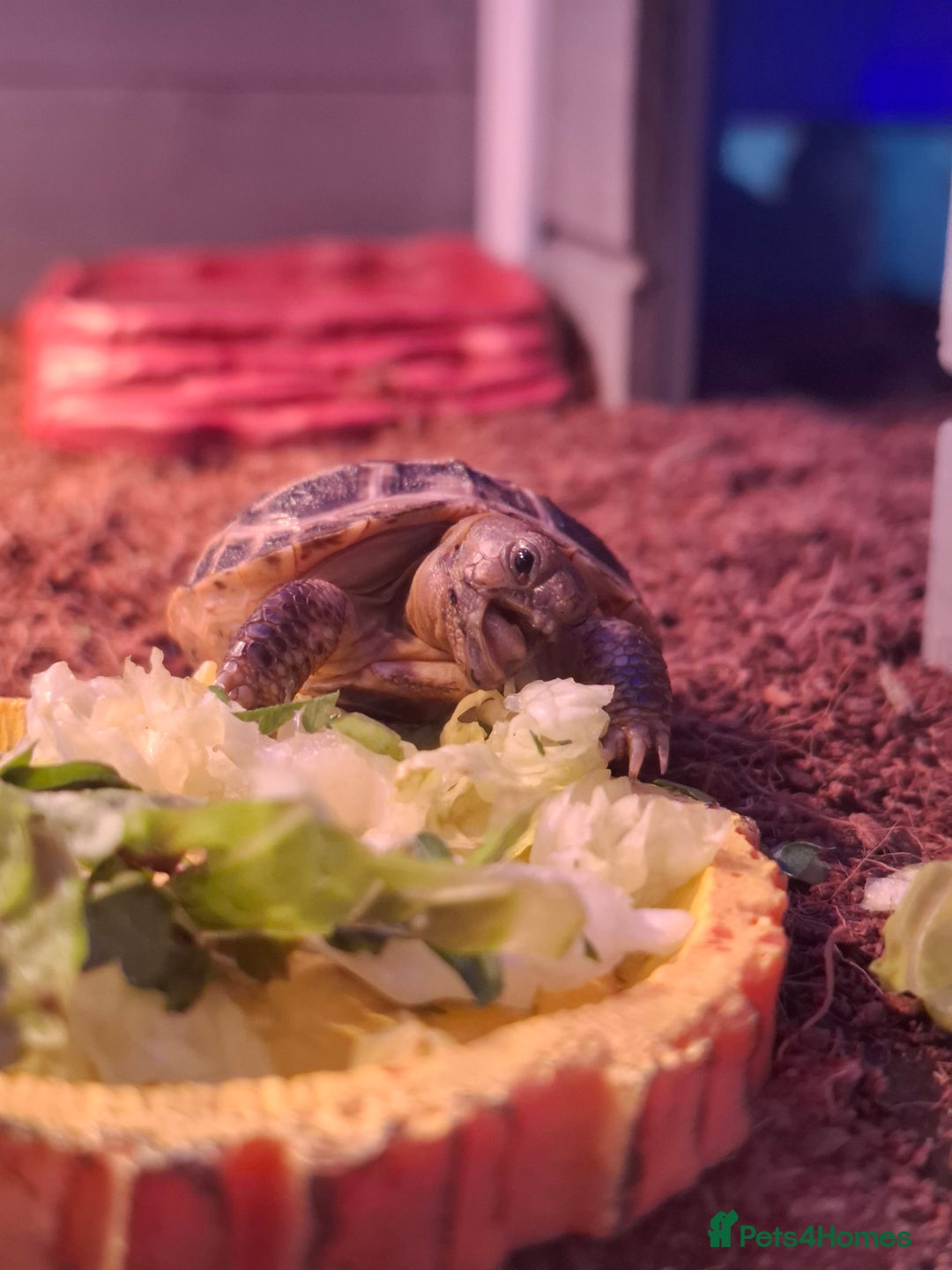 Tortoise reptiles for sale: Horsfield tortoise Shelby 7 weeks old - Image 3