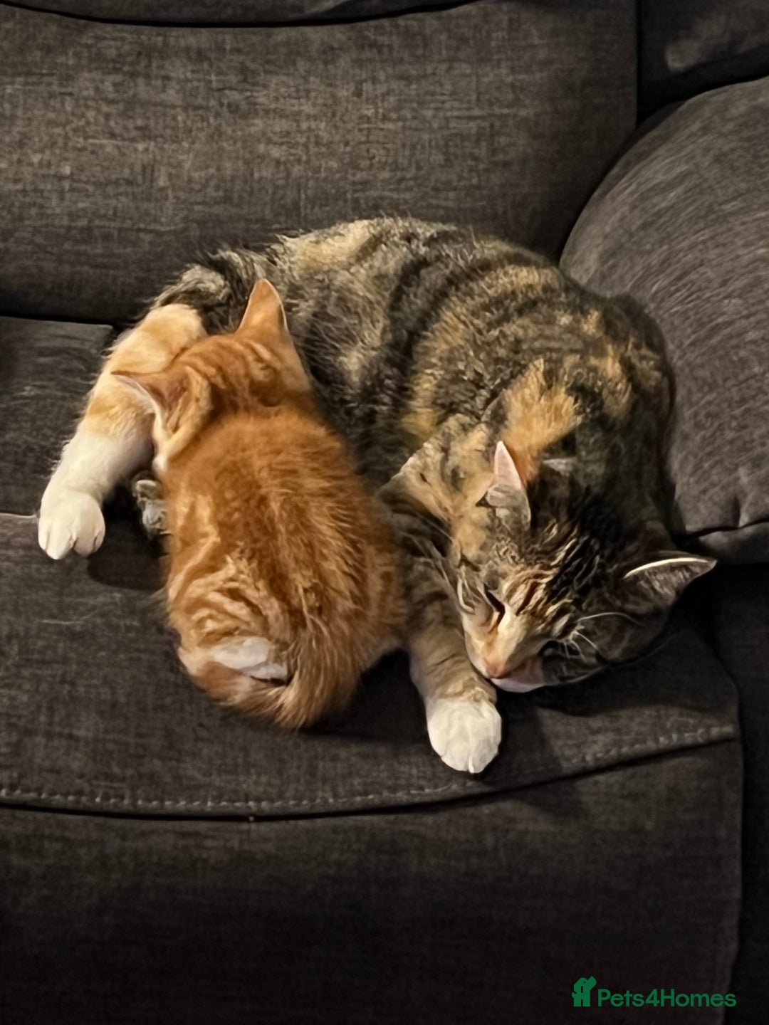 Mixed Breed cats for sale: Energetic ginger kittens and one grey tabby  - Advert 7