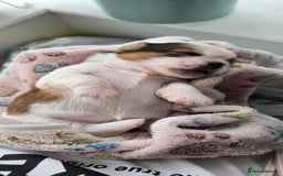 Shih Tzu dogs for sale: Puppies for reservation / sale  - Image 10