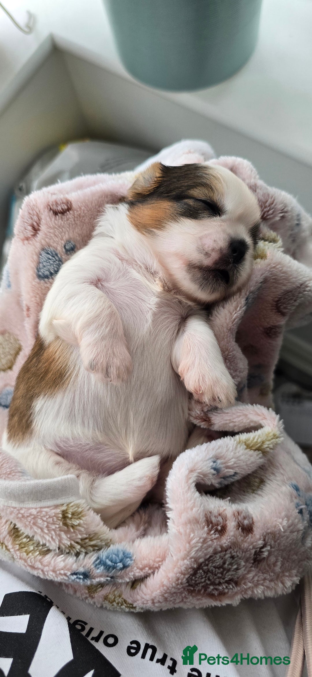Shih Tzu dogs for sale: Puppies for reservation / sale  - Image 10