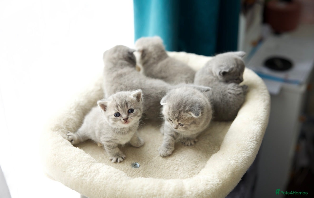 British Shorthair cats British kittens available for reservation - Advert 1