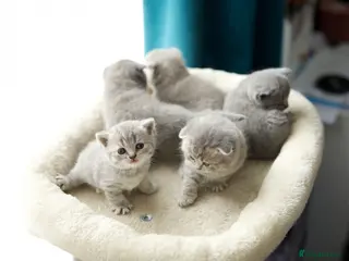 British Shorthair cats British kittens available for reservation - Advert 6