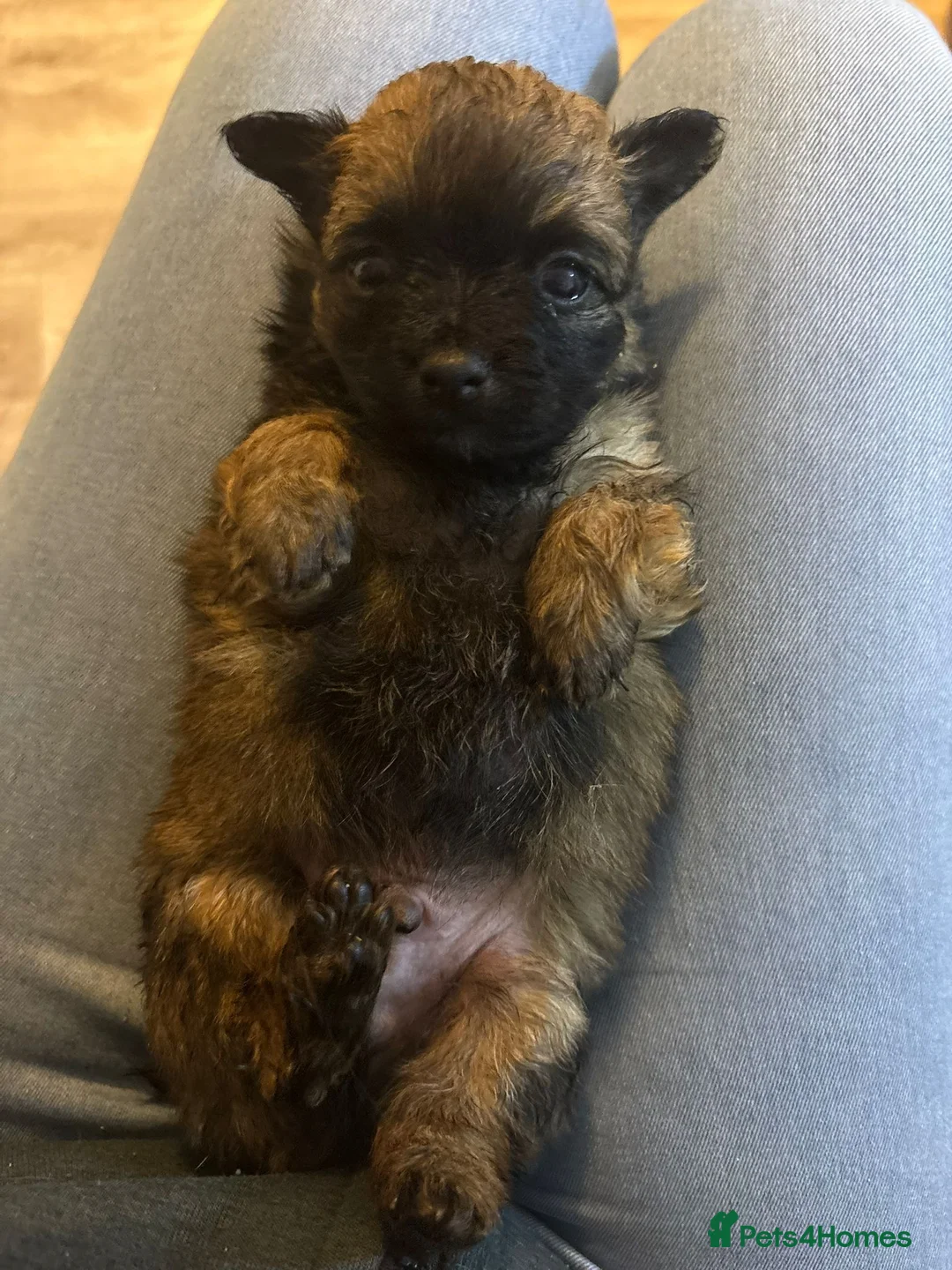 Mixed Breed dogs for sale: Maltipom puppies are now ready for new homes - Advert 34
