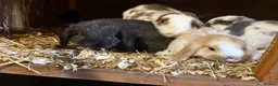 French Lop rabbits for sale: 3 beautiful baby lop boys  in Leeds - Advert 3