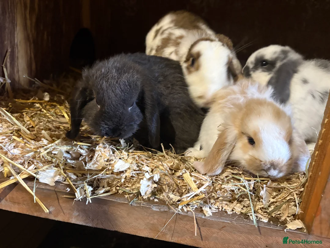 French Lop rabbits for sale: 3 beautiful baby lop boys  in Leeds - Advert 3
