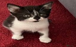 Mixed Breed cats for sale: Two orphaned kittens  - Image 3
