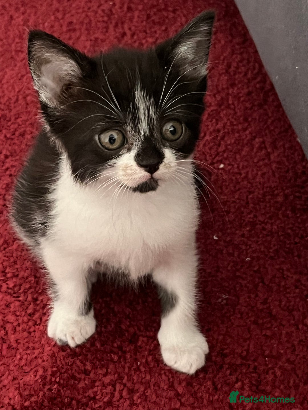 Mixed Breed cats for sale: Two orphaned kittens  - Image 3