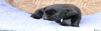 'Orca'