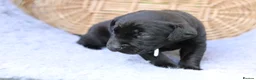 Labrador Retriever dogs for sale: Working and Family  - Advert 3
