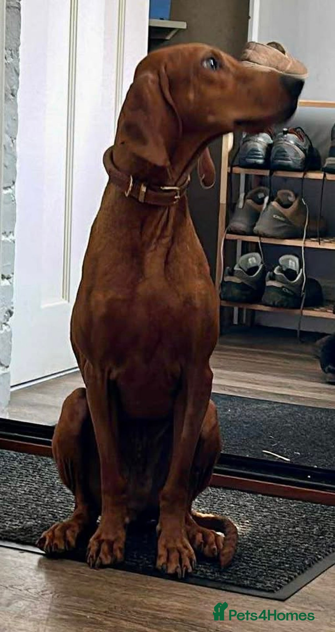 Segugio Italiano dogs for adoption: Duffy – 3 yr old boy, Striking Segugio Italiano X - Image 4