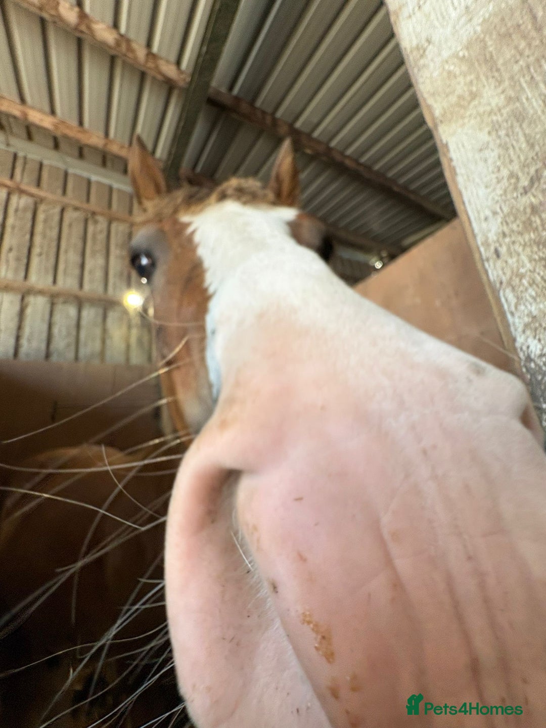 Welsh Section D horses for sale: 🌟 Gorgeous – Quality Welsh Section D – 14.2hh 🌟 - Image 12