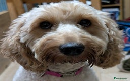 Cockapoo dogs for sale: Cockerpoo Puppies   - Advert 4