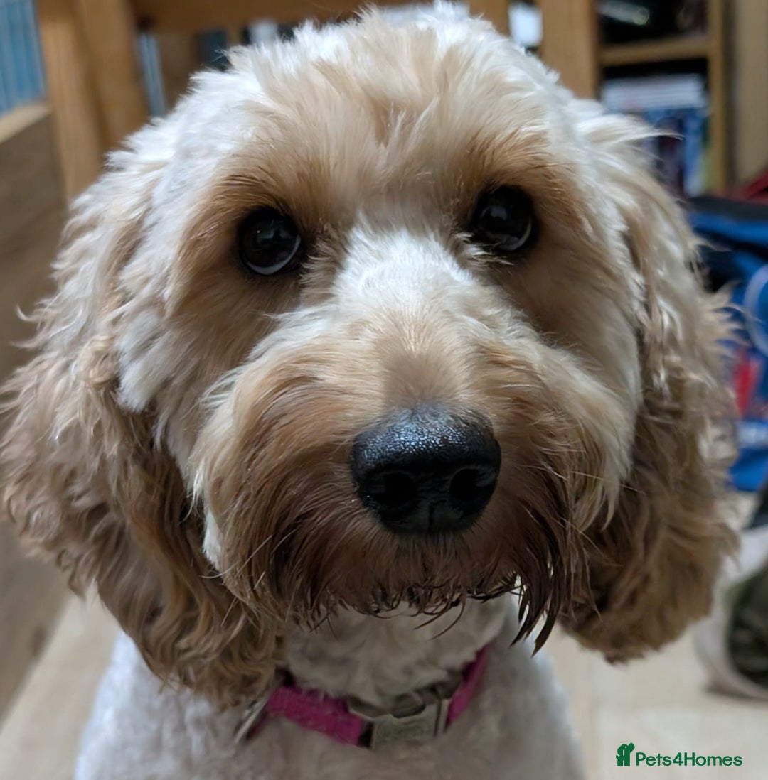 Cockapoo dogs for sale: Cockerpoo Puppies   - Advert 4