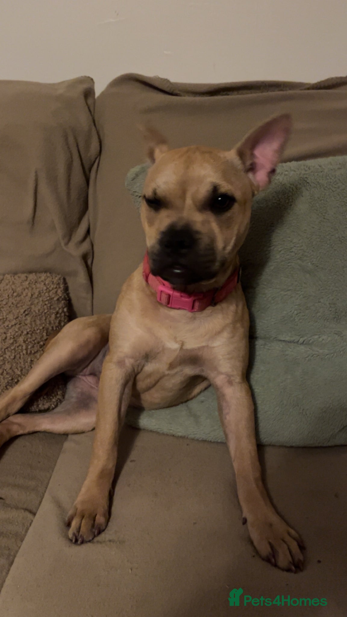 Mixed Breed dogs 6 month old puppy returned  - Advert 2