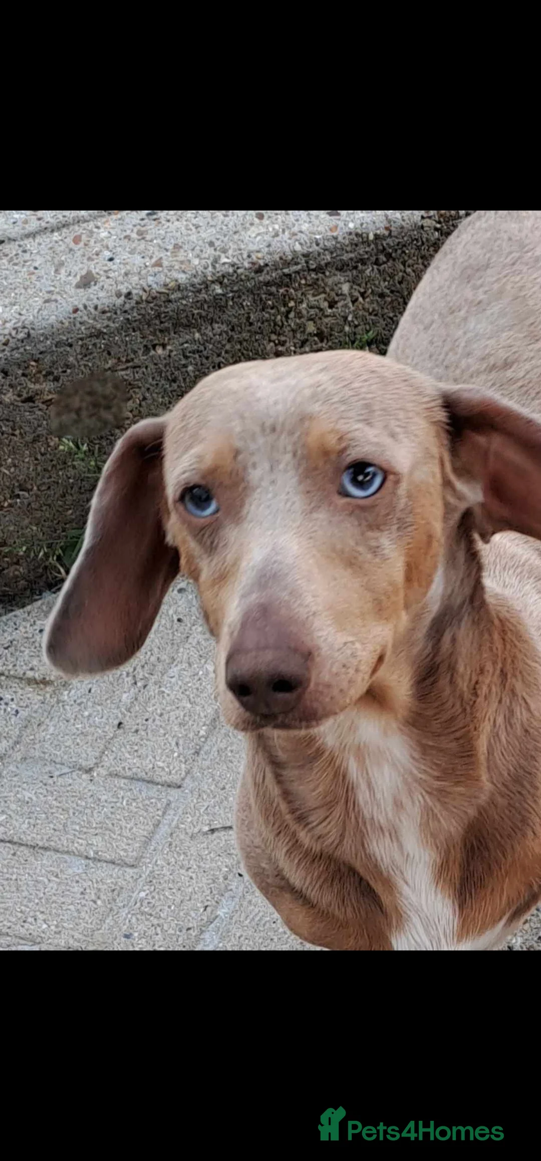 Dachshund dogs for sale: Miniature dachshund puppies ONLY 1 LEFT. - Advert 20