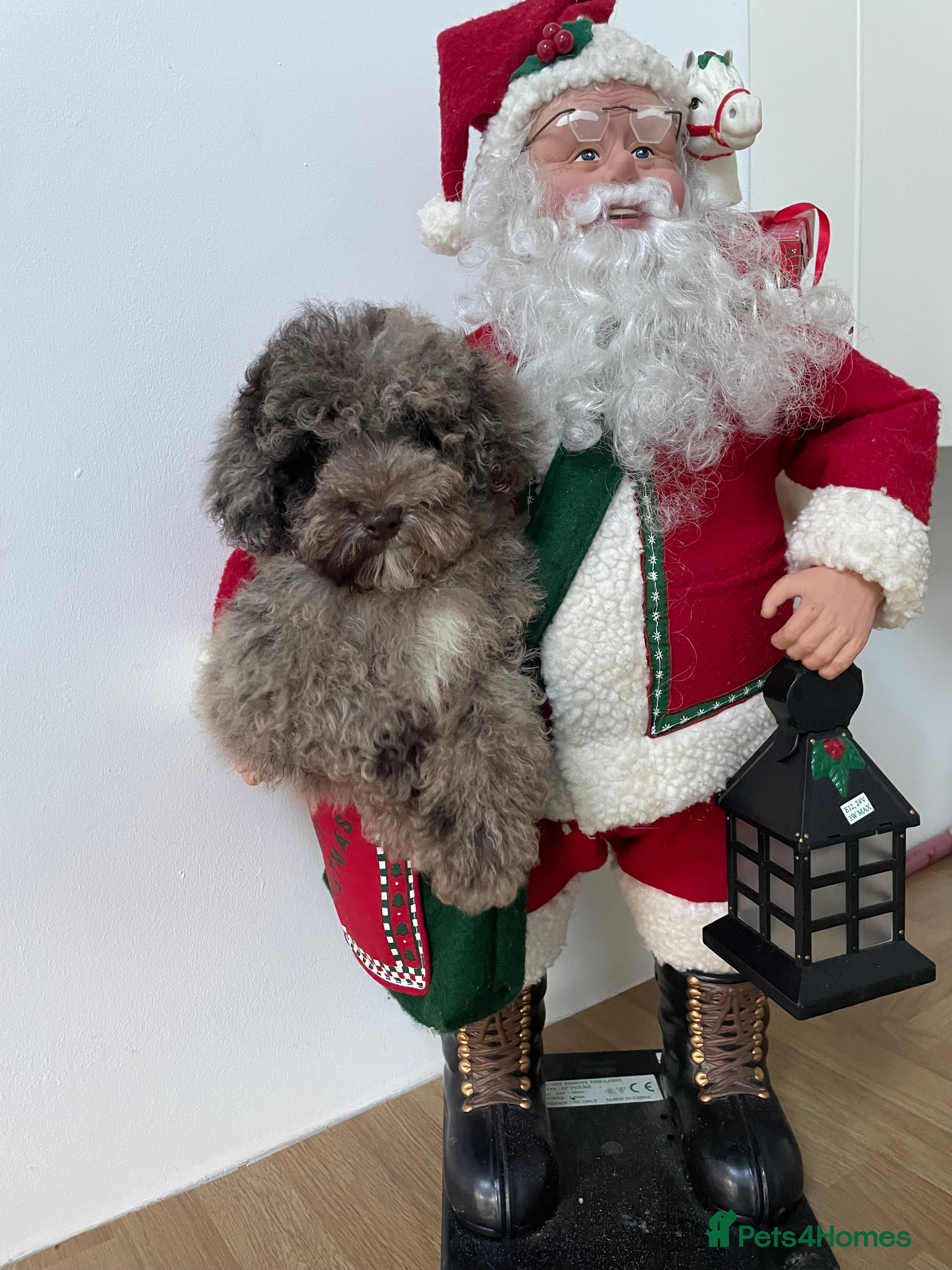 Cavapoo dogs F1b teddy bear Cavapoo puppies - Advert 1