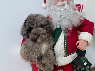 Cavapoo dogs F1b teddy bear Cavapoo puppies - Advert 10