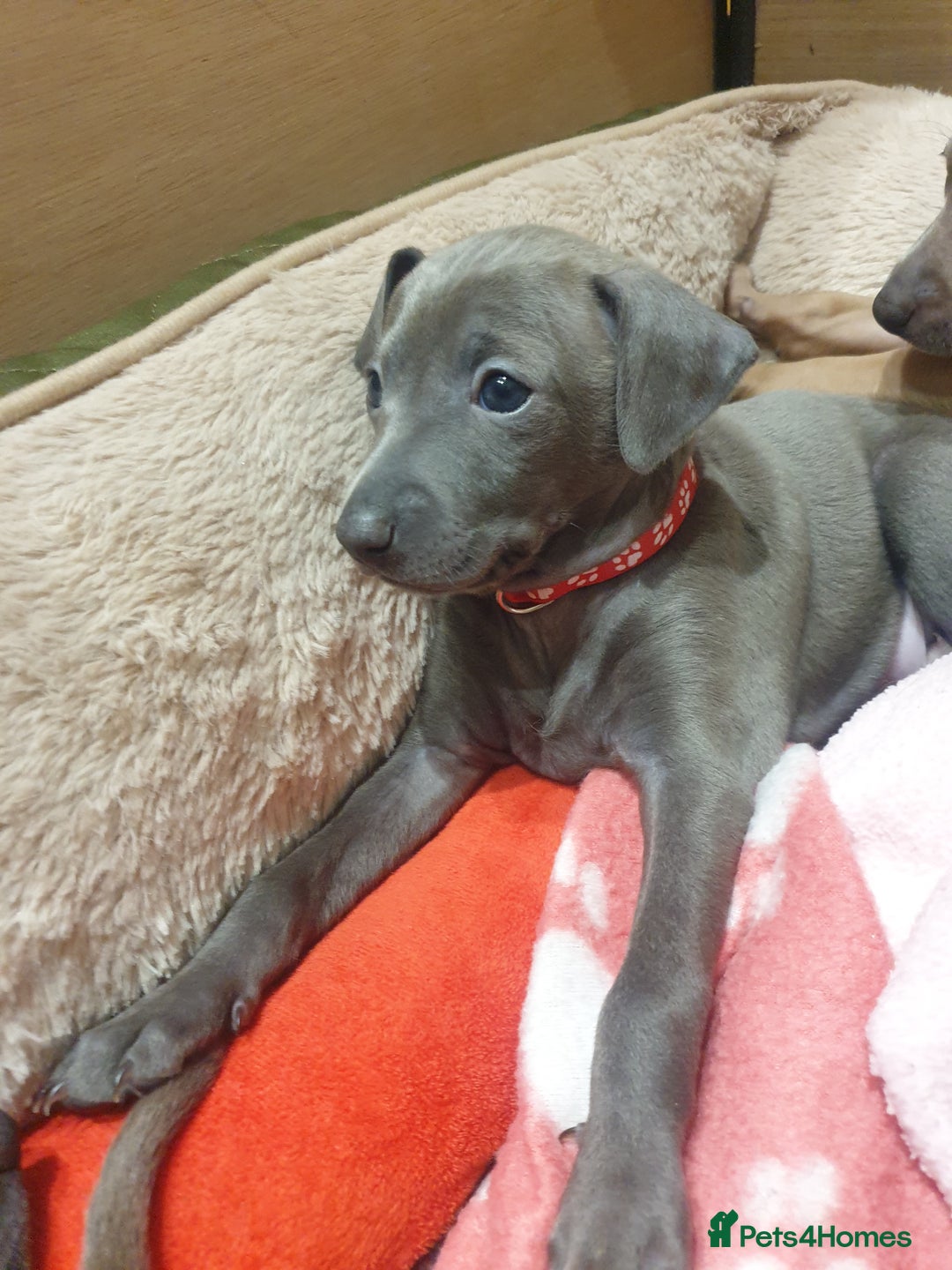 Italian Greyhound dogs for sale: Beautiful Italian Greyhounds - Advert 5