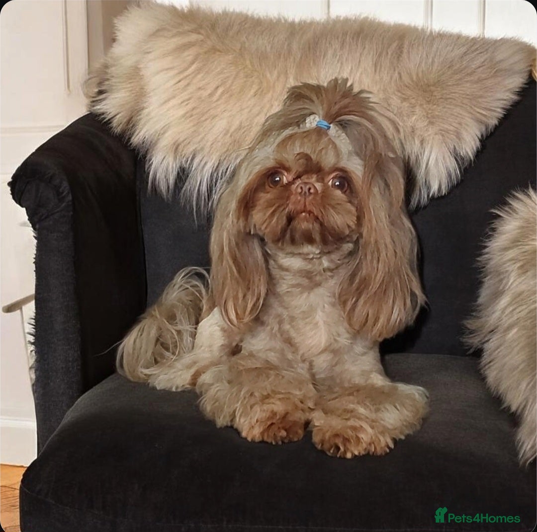 Shih Tzu dogs Kc Registered Imperial Shih Tzu for Stud - Advert 2