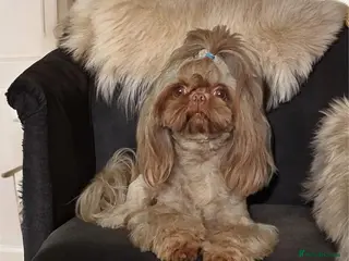 Shih Tzu dogs Kc Registered Imperial Shih Tzu for Stud - Advert 2